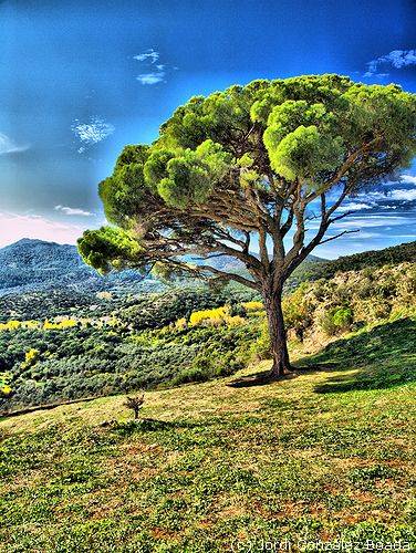 Sierra de Aracena HDR - fotografía JGB20071109_0072h.jpg