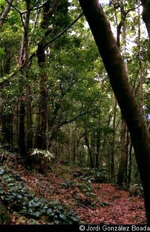 La Palma - Campo - 35mm - fotografía 0006.jpg